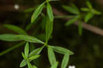 Bluntleaf bedstraw